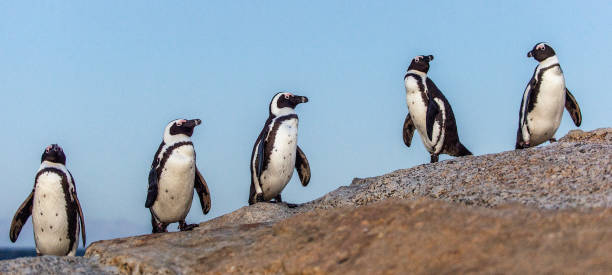 istock The African penguins in evening twilight 1081117828