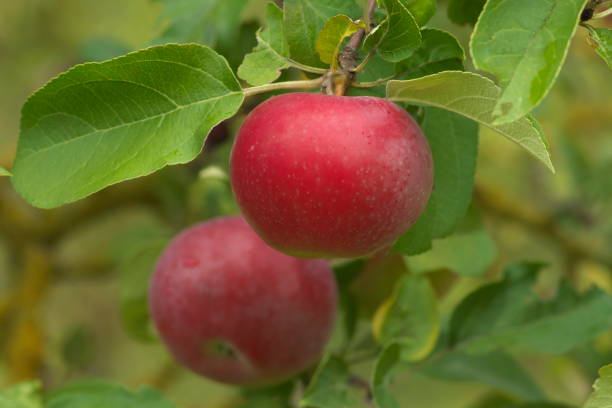 manzana jugosa madura rojo cubierto con rocío colgando de la rama. - drop red delicious apple apple fruit fotografías e imágenes de stock