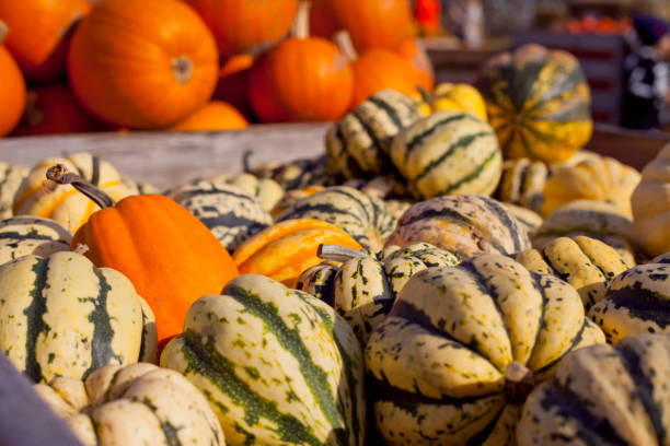 istock Sweet Dumpling Squash -  small stripy very sweet pumpkin with the ridges. Plant based diet, vegetable is very nutricious and has all the vitamins b complex. 1081120302