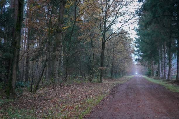 istock Road through a forest in November 1081122816