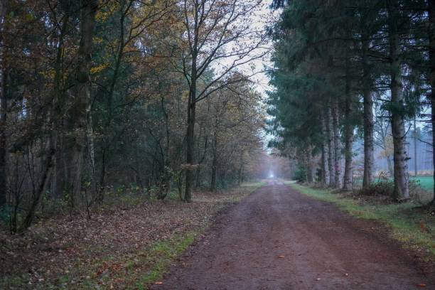 istock Road through a forest in November 1081122908