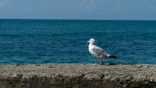 istock Seagull walks on the breakwater 1081125064