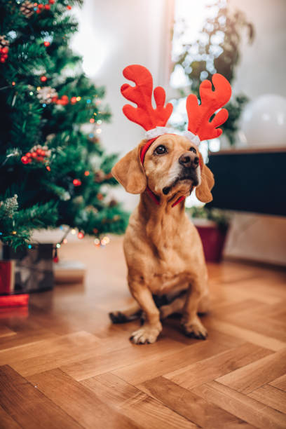 istock Dog with antlers sitting on the floor 1081129036