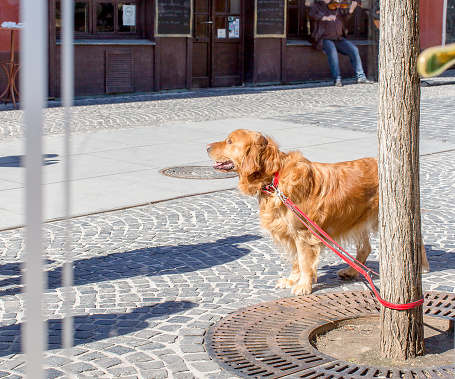 Golden Retriever dog, tied to a tree and waiting for its owner, the view from the cafe window