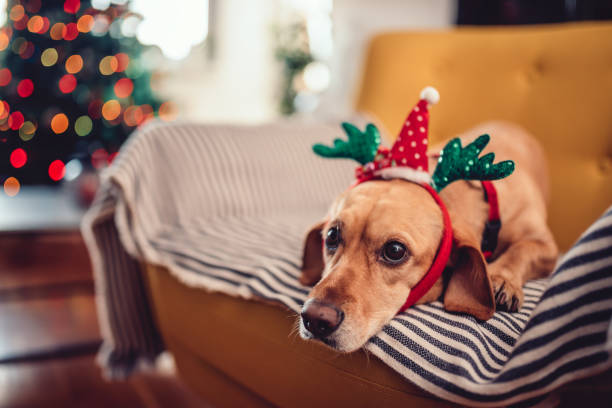 istock Dog wearing antlers sitting on the yellow sofa 1081129874