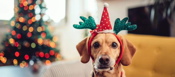 istock Dog wearing antlers sitting on the yellow sofa 1081131520
