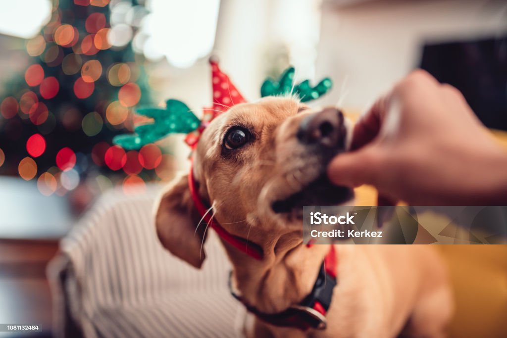 Alimentación perro con cuernos de mujer - Foto de stock de Navidad libre de derechos