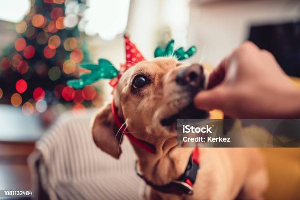 Alimentación Perro Con Cuernos De Mujer Foto de stock y más banco de imágenes de Navidad - Navidad, Perro, Tentempié