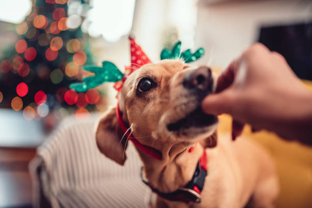 Woman feeding dog wearing antlers Woman feeding small yellow dog wearing antlers on the sofa by the Christmas tree dog food photos stock pictures, royalty-free photos & images