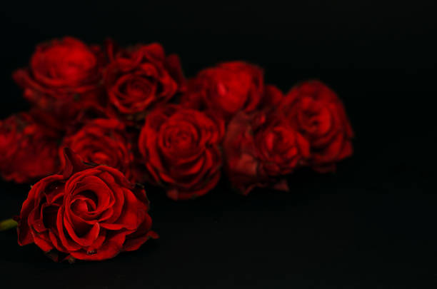 istock Red roses in the darkness. 1081132660