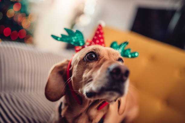 istock Dog wearing antlers sitting on the yellow sofa 1081132726