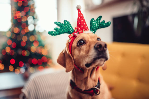 istock Dog wearing antlers sitting on the yellow sofa 1081135838