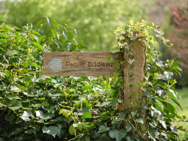 A wooden Public Bridleway sign covered with ivy