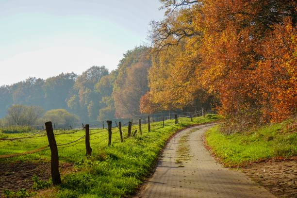 istock Road next to a field in an wonderful sunny day 1081136548