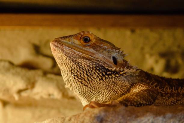 istock Photo of the lizard 1081139090