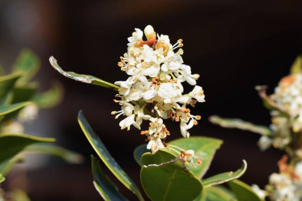 istock Flowers of Holly 1081139522