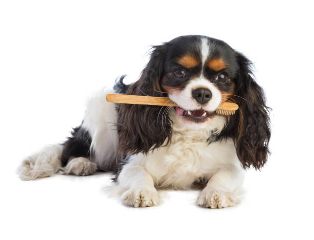 istock Cavalier king Charles with a toothbrush in the mouth 1081145986