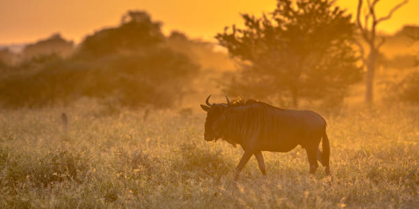 istock Savanna Orange light with wildebeest on S100 Kruger 1081151588