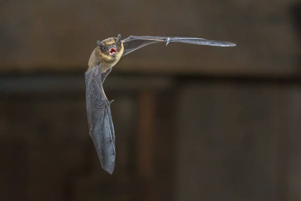 istock Flying Pipistrelle bat on wooden loft 1081152220