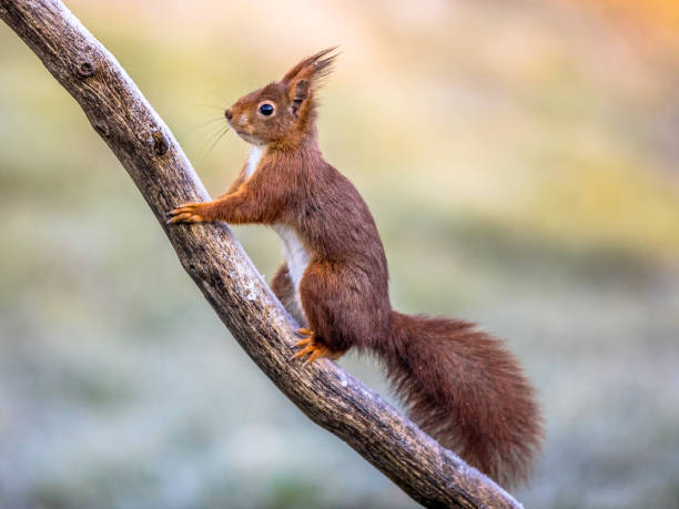 Red squirrel on frosty branch Red squirrel (Sciurus vulgaris) Animal on frosty branch on cold morning while looking for threats bushy stock pictures, royalty-free photos & images