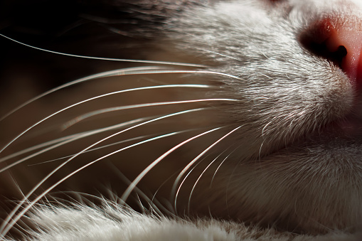 Muzzle, nose and long mustache of a fluffy domestic cat