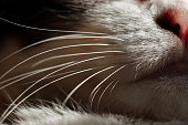 Close up cat's mouth, nose, chin and whiskers. Macro shoot.