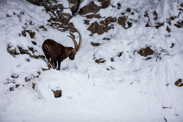 istock Alpine Ibex standing on a mountainside road. 1081160036
