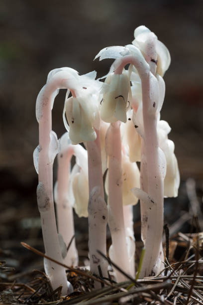 red indian pipe, (monotropa unifolia), slough wma, ok - indian pipe stock-fotos und bilder