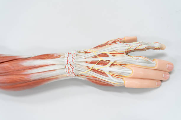 muskeln der palme der hand für anatomie ausbildung. physiologie des menschen. - opponens pollicis stock-fotos und bilder