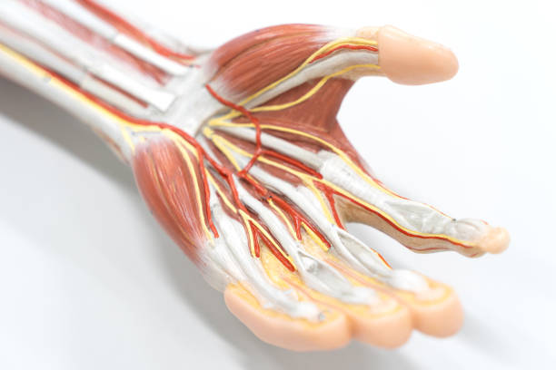 muskeln der palme der hand für anatomie ausbildung. - opponens pollicis stock-fotos und bilder