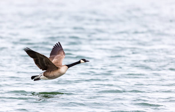 istock Canadian Goose in flight. 1081164614