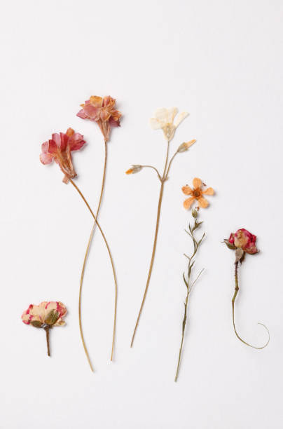 Dried flower decoration