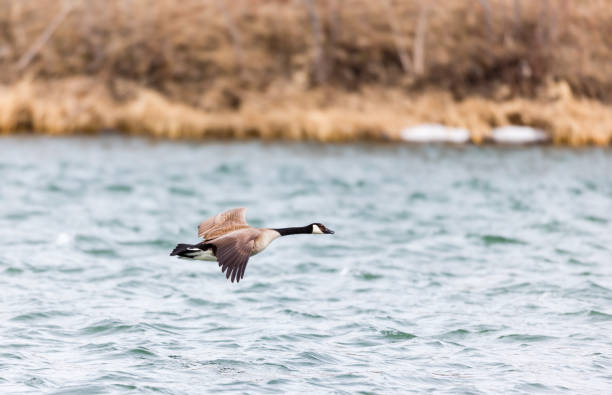 istock Canadian Goose in flight. 1081167102