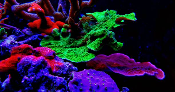 istock Montipora sp. short polyps coral  with amazing coloration 1081167590