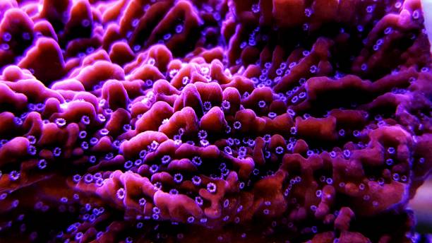 istock Montipora sp. short polyps coral  with amazing coloration 1081167598