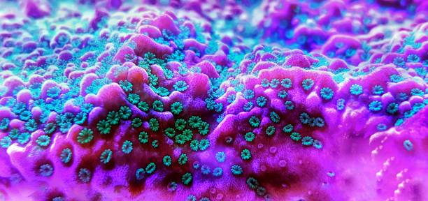 istock Montipora sp. short polyps coral  with amazing coloration 1081167604