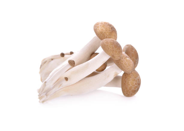 흰색 바탕에 신선한 봄철 (갈색 너도 밤나무) 버섯 - 만가닥 버섯 뉴스 사진 이미지