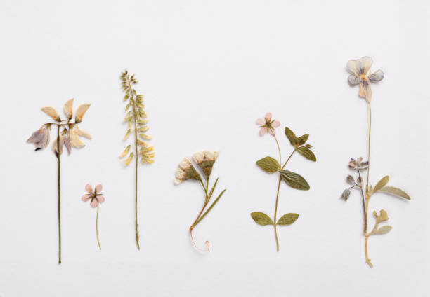 kuvapankkikuvat ja rojaltivapaat kuvat aiheesta kesäkukkia paperilla - kuivattu kasvi