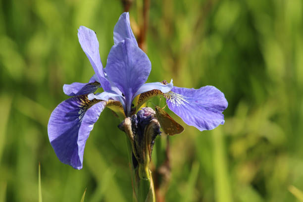 Wildflowers
