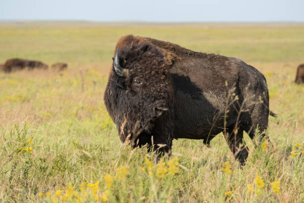 istock Bison Bull, Tallgrass Prairie Preserve, OK 1081179052