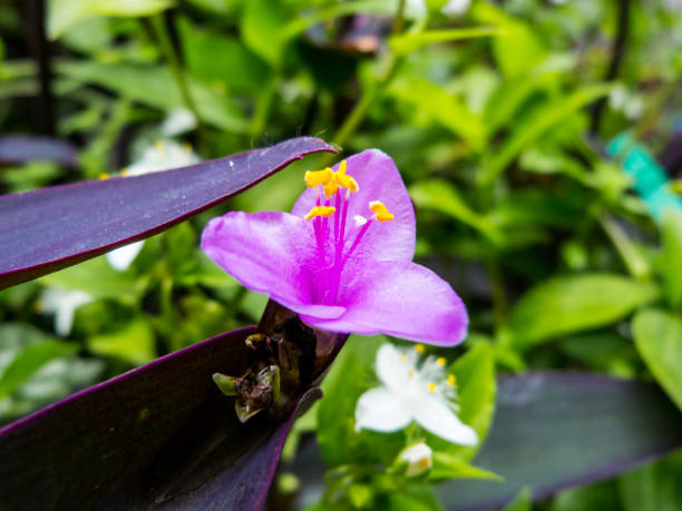 istock Lonely flower detail 1081179258