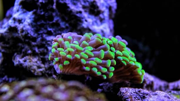istock Euphyllia lps coral in reef aquarium (Euphyllia sp) 1081185216
