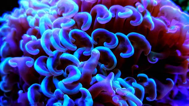 istock Euphyllia lps coral in reef aquarium (Euphyllia sp) 1081185218