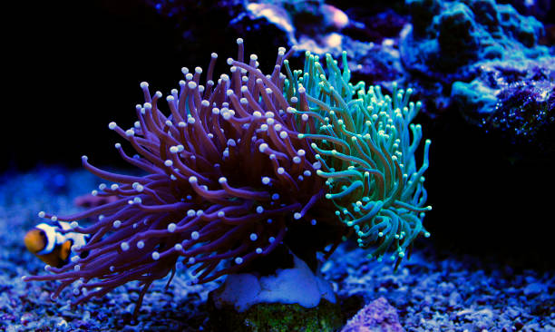 istock Euphyllia torch colorful LPS coral in Reef aquarium 1081185674