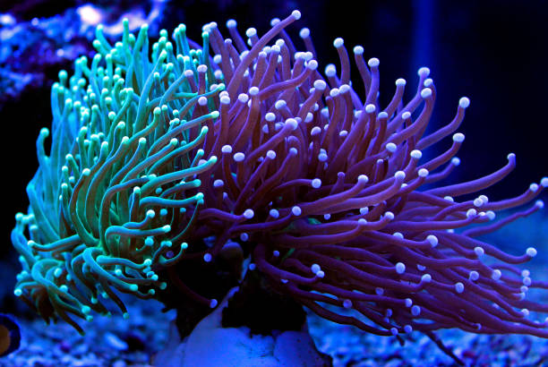 istock Euphyllia torch colorful LPS coral in Reef aquarium 1081186056