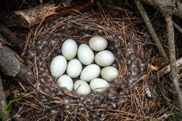 mallards a nest of mallards in the woods birds nest with eggs stock pictures, royalty-free photos & images