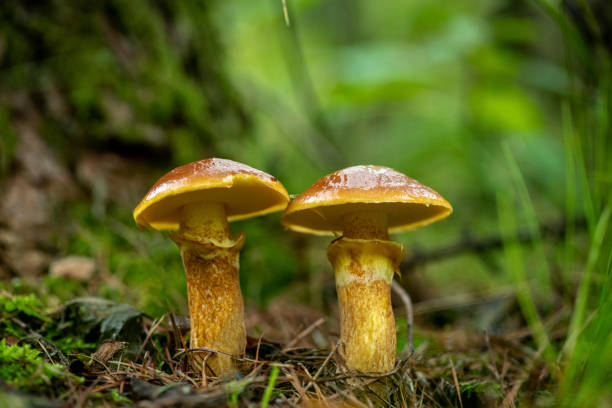 istock poisonous mushroom 1081186652