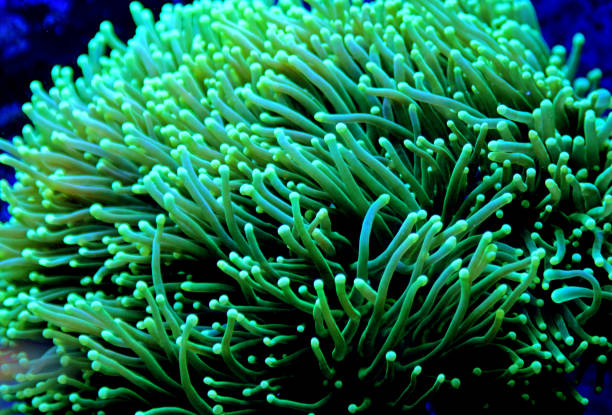 istock Euphyllia torch colorful LPS coral in Reef aquarium 1081188202