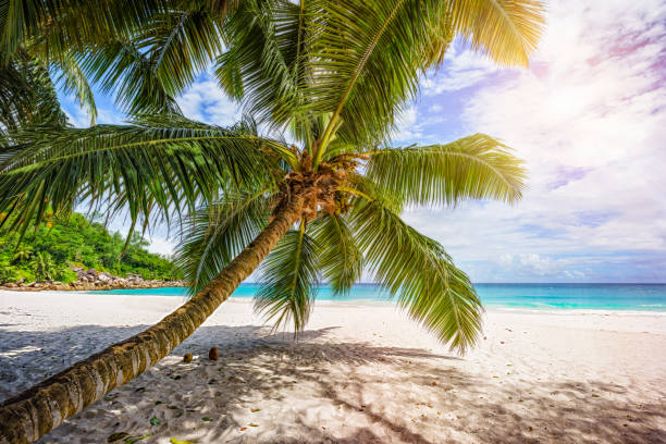 istock Palm tree,white sand,turquoise water at tropical beach,paradise at seychelles 3 1081190194