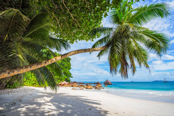 istock Catamarans at anse lazio on the seychelles 72 1081193374